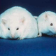 Illustration for article titled Transgenic Mice Could Solve The Obesity Epidemic